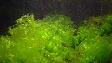 绿色藻类石莼浒苔深黑色的海保加利亚